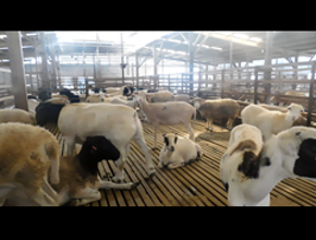 Indukan Produktif #2